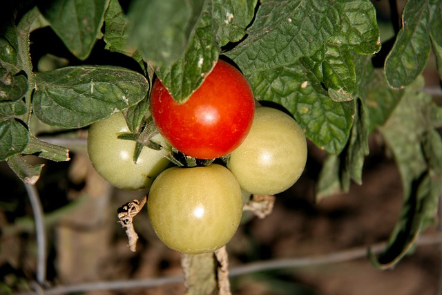 tomatoes